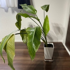 観葉植物 
ストレリチア オーガスタの画像