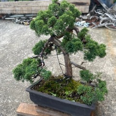 真柏　盆栽の画像
