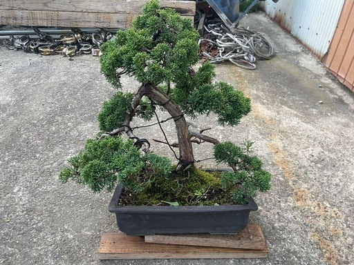 真柏　盆栽　黒松赤松五葉松杜松