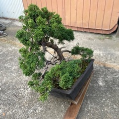 真柏　盆栽の画像