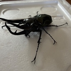 ジャワコーカサスオオカブト初齢幼虫の画像