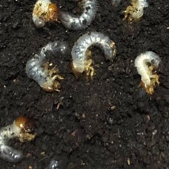 ジャワコーカサスオオカブト初齢幼虫の画像
