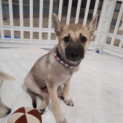 ❤️子犬の里親緊急募集(約3ヶ月)