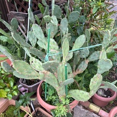 ①🌵今だけ1鉢50円直ぐに引き取りに来られる方のみ❣️早い者勝ち❣️サボテンの画像