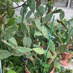 ①🌵今だけ1鉢50円直ぐに引き取りに来られる方のみ❣️早い者勝ち❣️サボテンの画像