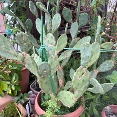 ②🌵今だけ1鉢50円直ぐに引き取りに来られる方のみ❣️早い者勝ち❣️サボテンの画像
