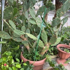 ②🌵今だけ1鉢50円直ぐに引き取りに来られる方のみ❣️早い者勝ち❣️サボテンの画像