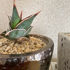 サンセベリア+ダルトンポットセット　lav.1970 マッソニアーナ　ピングイキュラ　観葉植物の画像