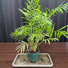 観葉植物　３点セットの画像