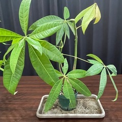 観葉植物　３点セットの画像