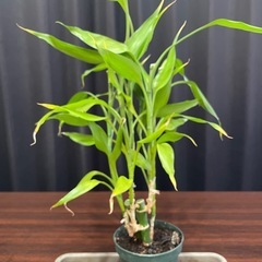 観葉植物　３点セットの画像