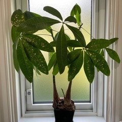 観葉植物　３点セットの画像
