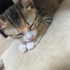 親猫と子猫三毛ちゃんセットになります。