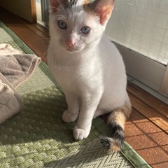 三毛猫（白多め）子猫（1匹づつでも大丈夫です）