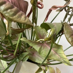ピンク　シンゴニウム　観葉植物　ガーデニングの画像