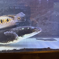 レッドスネークヘッド 55cmの画像