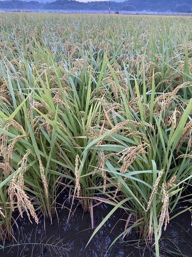 新米7年産ヒノヒカリ玄米30キロ