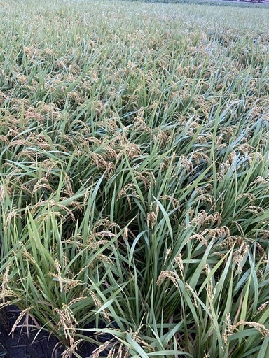 新米7年産ヒノヒカリ玄米30キロ
