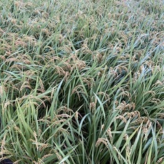 新米7年産ヒノヒカリ玄米30キロの画像