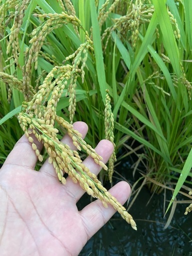 新米7年産ヒノヒカリ玄米30キロ