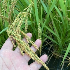 新米7年産ヒノヒカリ玄米30キロの画像