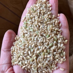 鳥のエサ　約100キロの画像