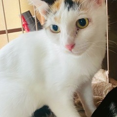 人気の三毛猫！白が多い飛び三毛の古風な母