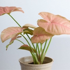 ピンク　シンゴニウム　観葉植物　ガーデニングの画像