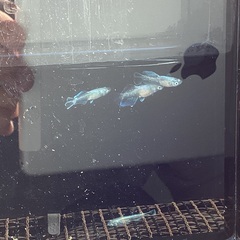 驚安❗️ メダカ　グラディオ若魚の画像