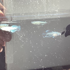 驚安❗️ メダカ　グラディオ若魚の画像