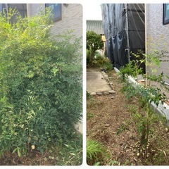 庭のお手入れいたします。樹木の剪定、刈込み、草刈り、草むし…