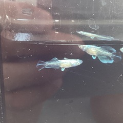 驚安❗️ メダカ　グラディオ若魚の画像