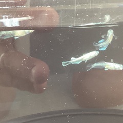 驚安❗️ メダカ　グラディオ若魚の画像