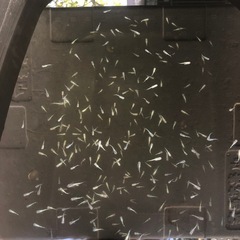 幹之メダカ(ミユキメダカ)の画像