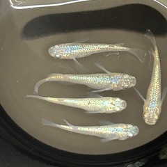 メダカ ネプチューン雄4雌1の画像