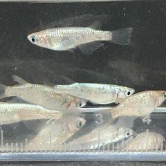 メダカ ネプチューン雄4雌1の画像