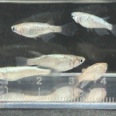 メダカ ネプチューン雄4雌1の画像
