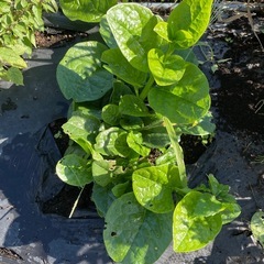 ツルムラサキ🥬3株の画像