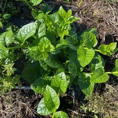 ツルムラサキ🥬3株の画像