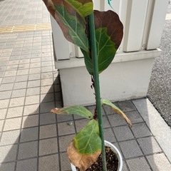 ゴムの木　フィカス
の画像