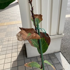 ゴムの木　フィカス
の画像