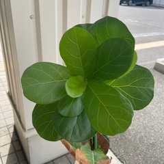 ゴムの木　フィカス
の画像