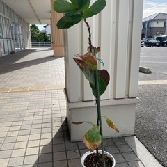 ゴムの木　フィカス
の画像