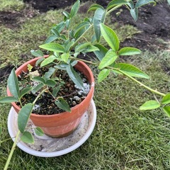 ナニワイバラ　挿し木苗の画像
