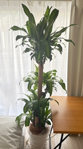 ドラセナ・マッセンゲアナ「幸福の木」