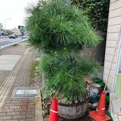 松　鉢植えの画像