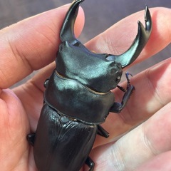 売約済み　能勢SR オオクワガタの画像