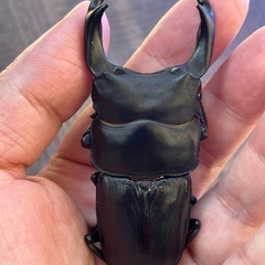 売約済み　能勢SR オオクワガタの画像