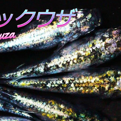 湯河原町　無人メダカ販売所　年中無休　本日も朝10時にオープン　メダカ屋GINGA - ペット