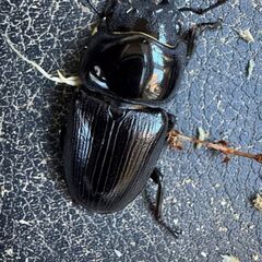 オオクワガタ　ペアの画像